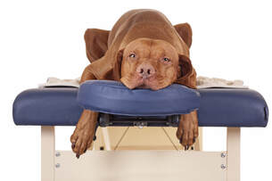 Dog on Massage Table